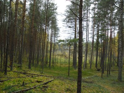 Čepkelių rezervate lankytis draudžiama