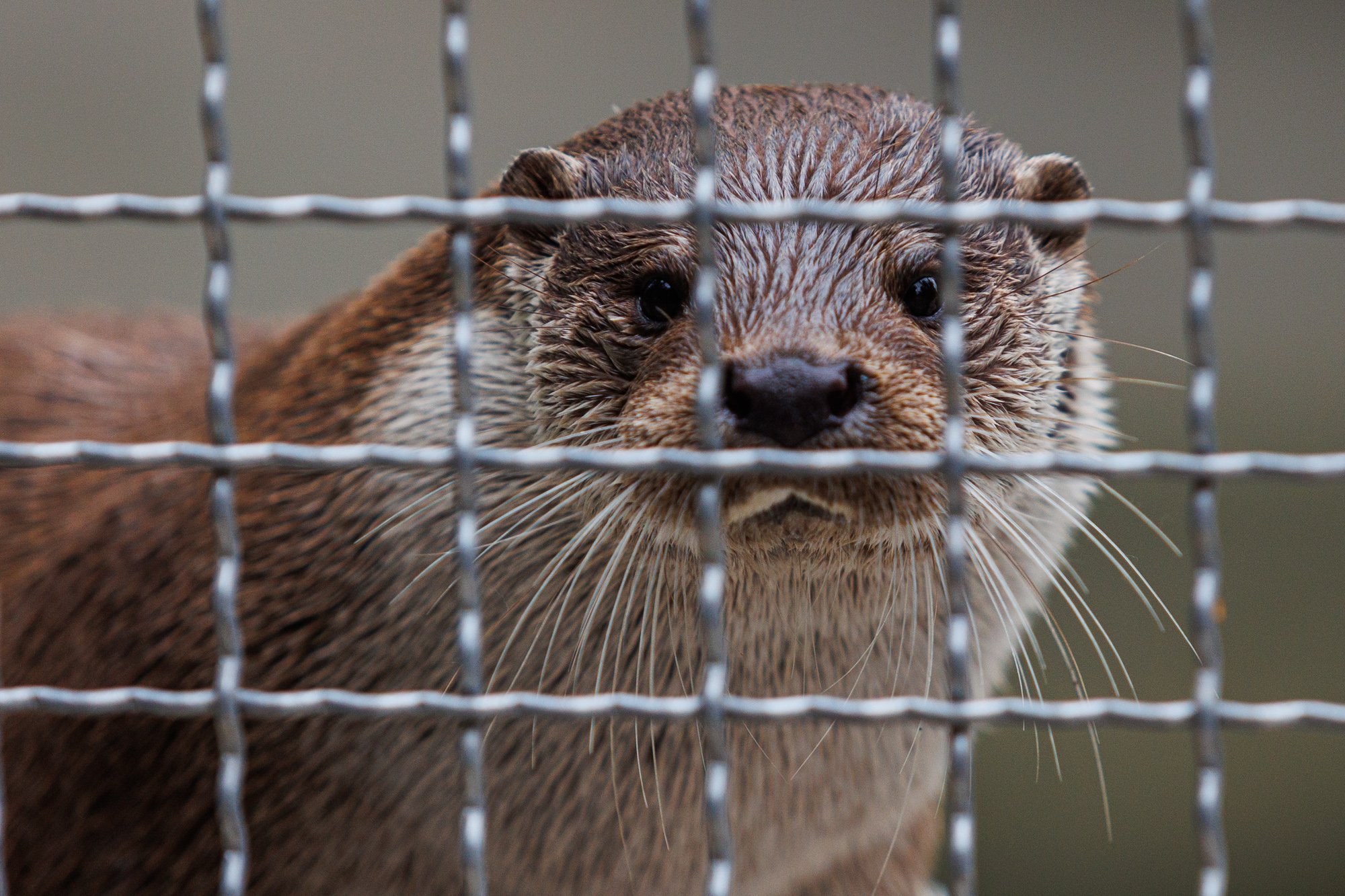 Proposal to revoke Klaipėda Zoo's permit