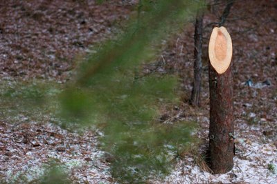 Aleksoto šlaitams gali tekti laukti geresnių laikų