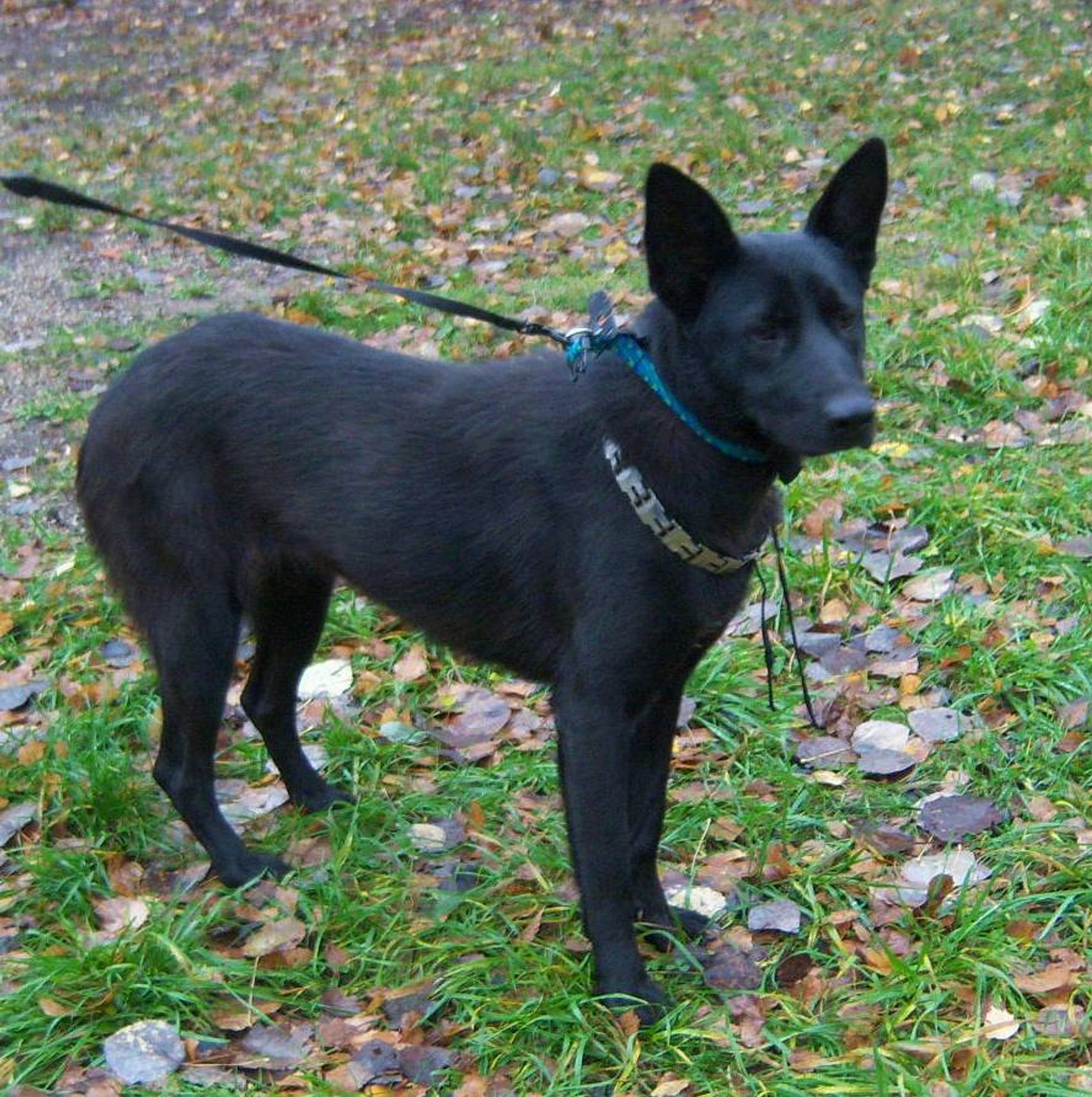 Rastas šuo. Ieškomi šeimininkai - Delfi kartu