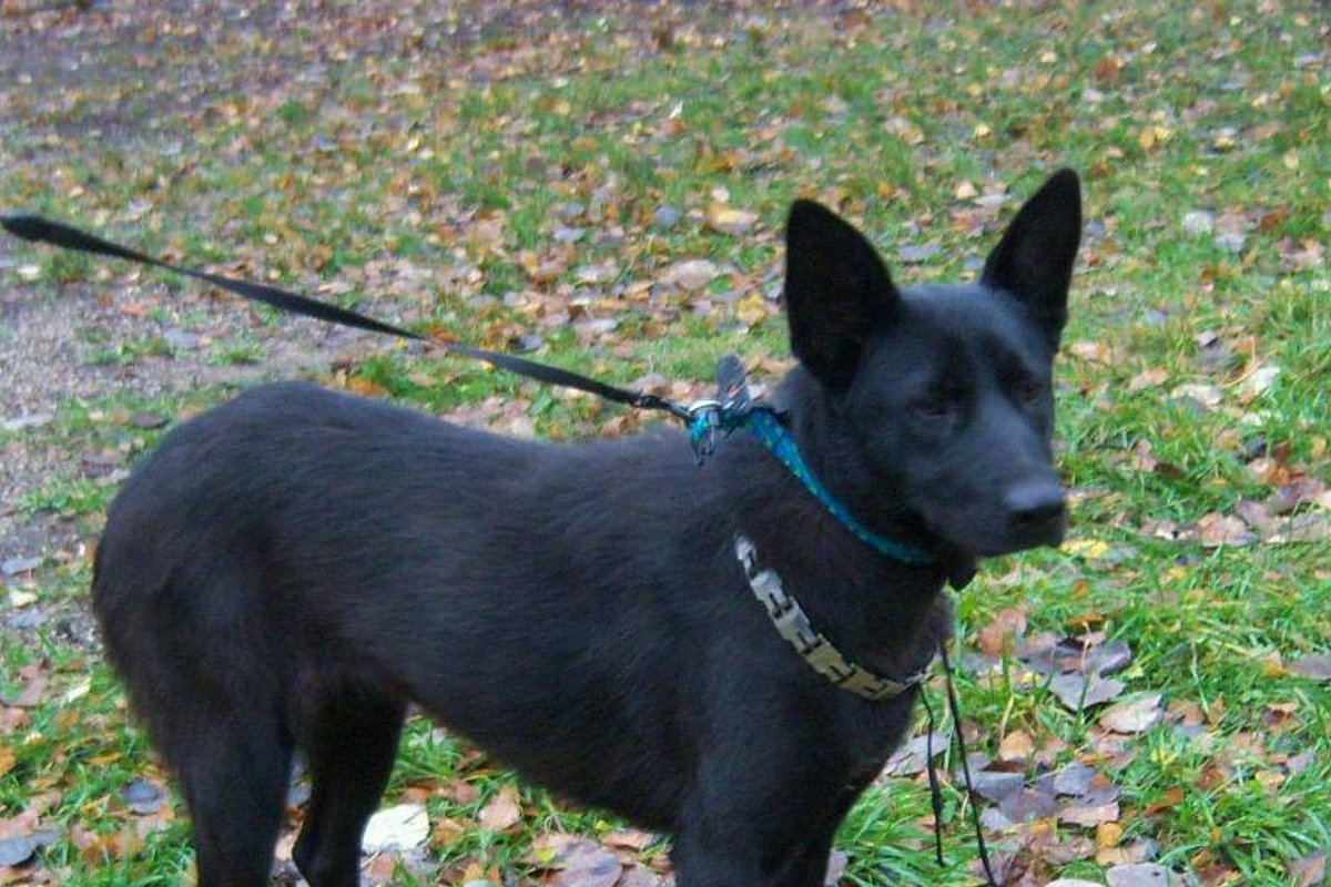 Rastas šuo. Ieškomi šeimininkai - Delfi kartu