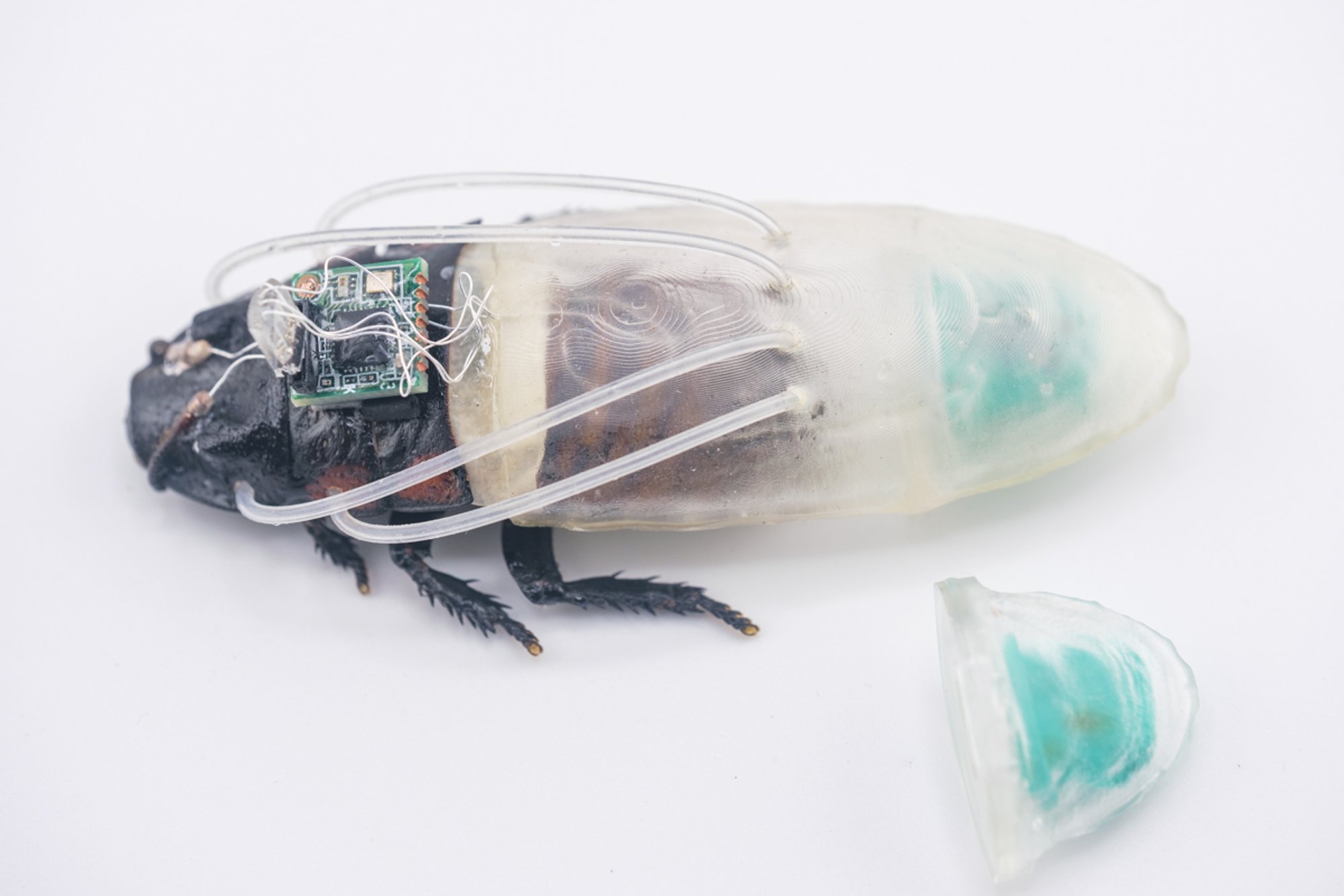 Scientists Develop Diving Suits for Cockroaches, Eyeing Mars Exploration
