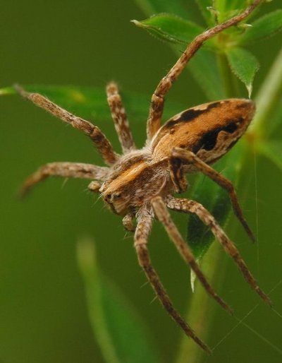 Paprastasis guolininkas