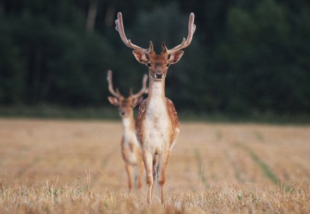 Vakare saulei leidžiantis per ražienas keliauji du jauni danielių patinai