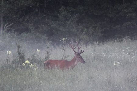 Švintant miško laukyme keliauja atsargus tauriojo elnio patinas