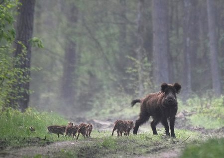 Kol saulė dar nepatekėjo ir miške prieblanda, pusryčiauti skuba šernų šeimyna