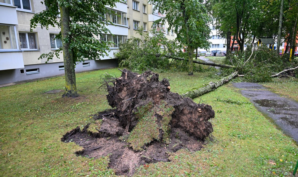 Audros padariniai Panevėžyje: medžiai daugiabučių kiemuose išversti su šaknimis.