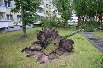 Audros padariniai Panevėžyje: medžiai daugiabučių kiemuose išversti su šaknimis.