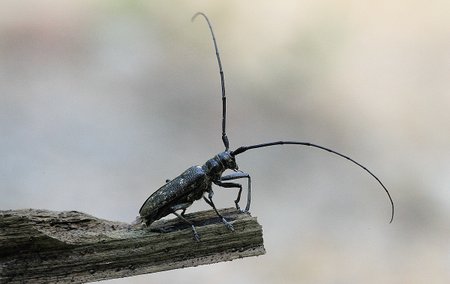 Ant šakutės skrydžiui ruošiasi vabalas ožiaragis