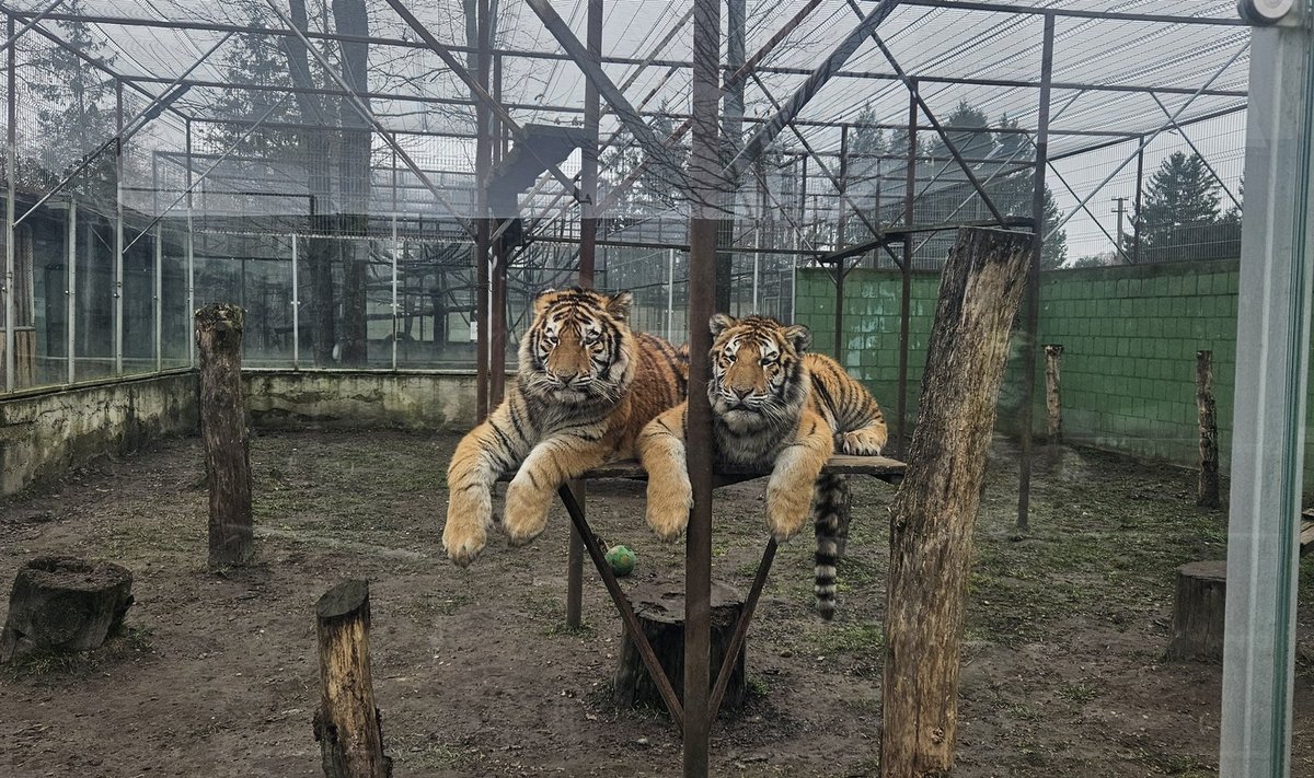 Klaipėdos zoologijos sodo tigrai