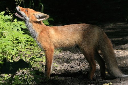 Jaunas nepatyręs lapiukas maivosi prieš fotografo objektyvą