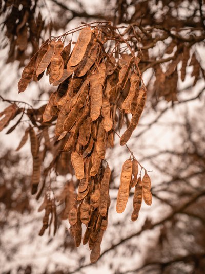 Baltažiedė robinija Shutterstock nuotr.