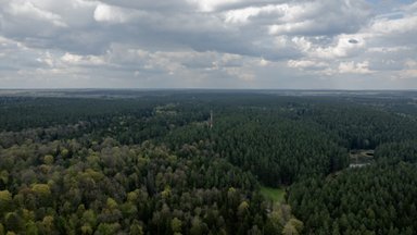 Miškas daro stebuklus: tarp medžių ir žmonių egzistuoja gyvybiškai svarbus ryšys