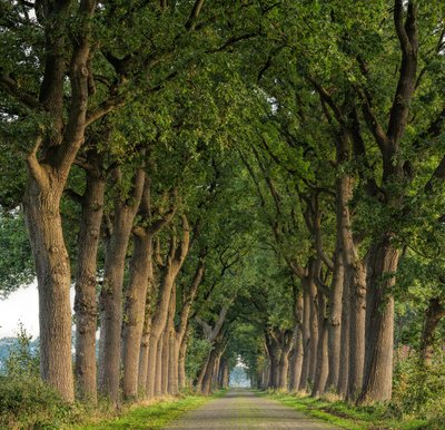  Vokietijos alėjų kelias („Deutsche Alleenstraße“)