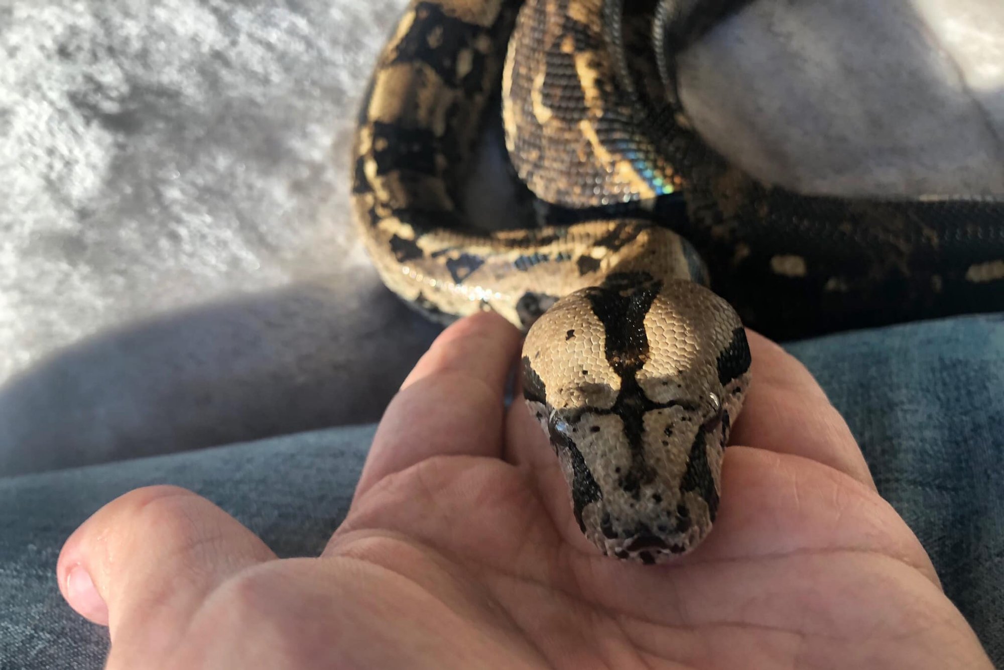 Herpetologas papasakojo, ką būtina žinoti norintiems auginti roplį ...