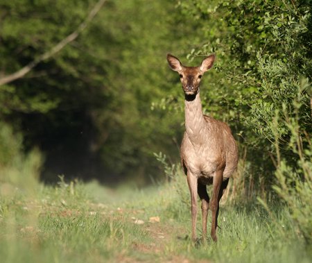 Rytinės saulės spinduliuose maudosi elnė