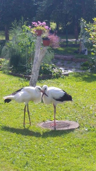 Gandrai Akvilės Kupčinskaitės nuotr.