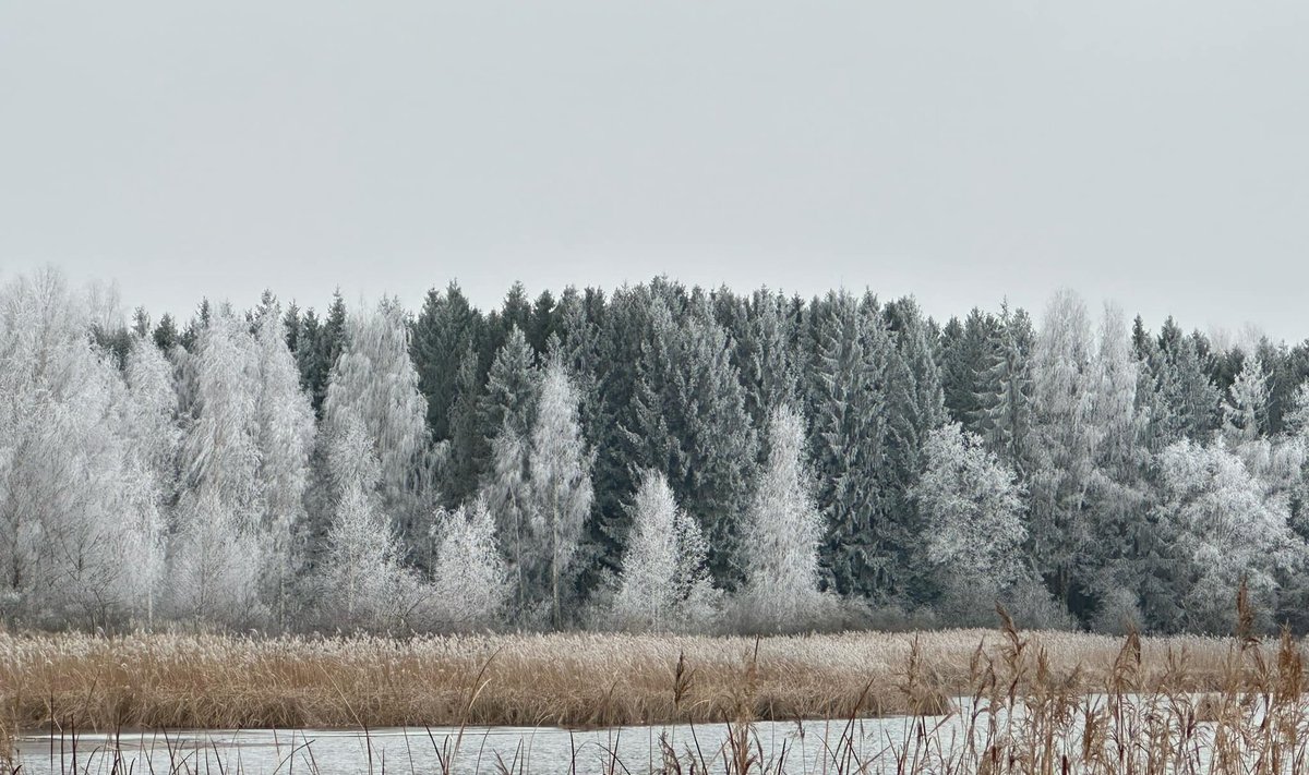 Šerkšnas Arimaičių ežero pakrantėje