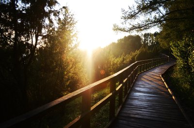 Kadagių pažintinis takas