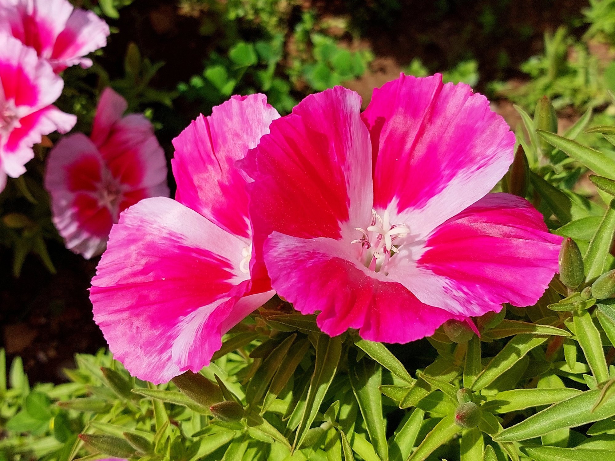 Gardeners' Favorite: Blooms Like Thousands of Fluttering Butterflies Until Frost