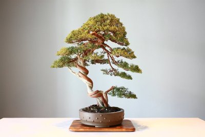 Bonsai - asociatyvi nuotr.