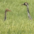 Užburiantys vasaros vaizdai: gamtos fotografas įamžino nerūpestingą gerviukų gyvenimą