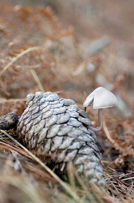 Valgomasis tampriukas (CC-SA, Danel Slabarrieta nuotr.)