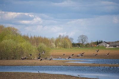 Žąsys