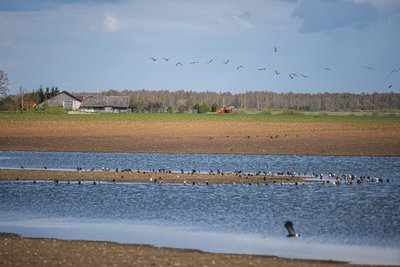 Žąsys