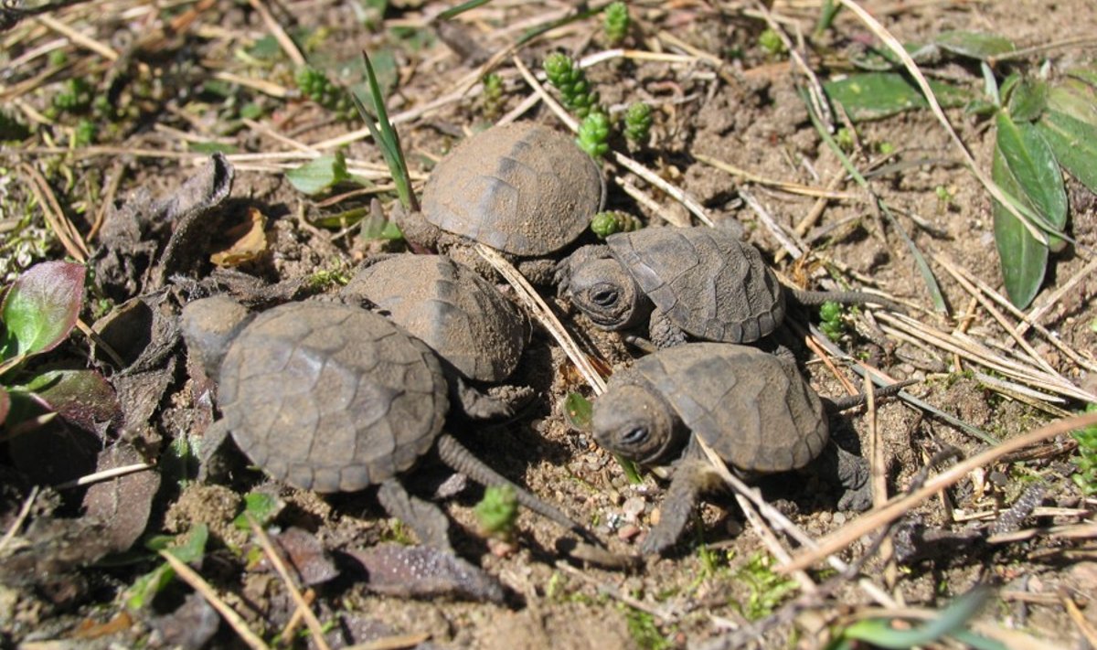 Baliniai vėžliukai