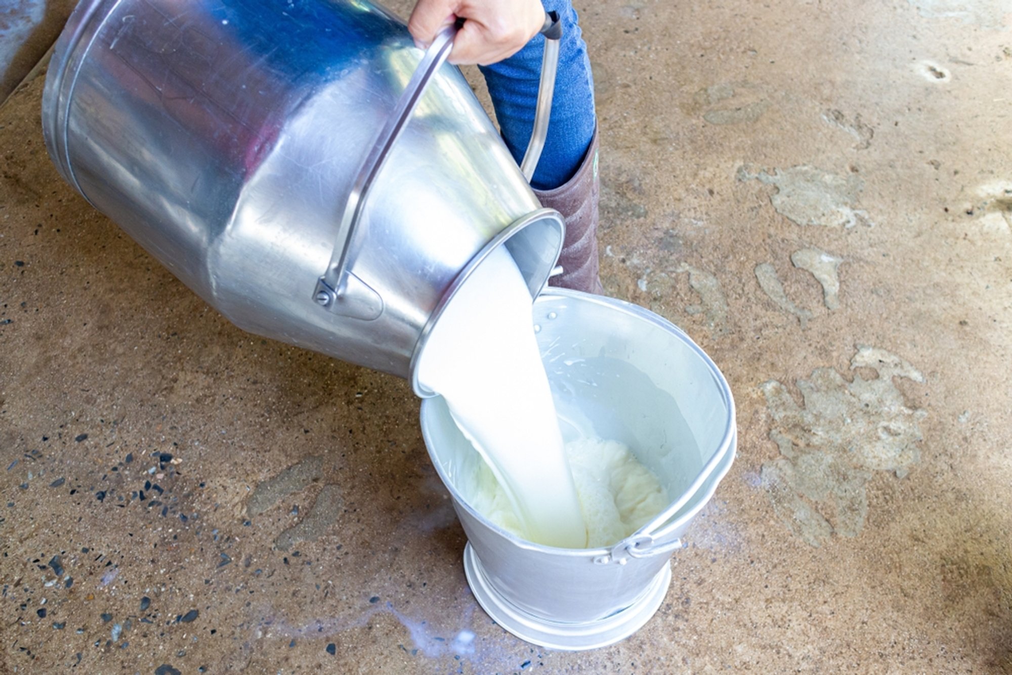 Long-standing dairy company lays off almost all staff