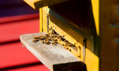 Bičių avilys ant viešbučio stogo