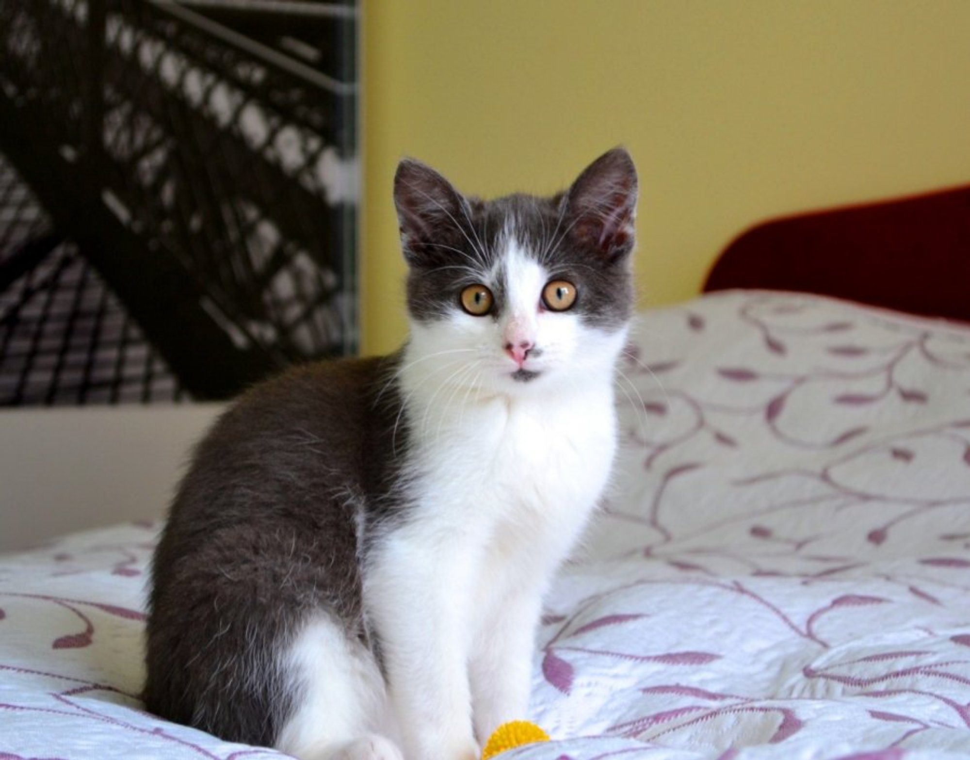 Draugiškasis kačiukas Mukas ieško namų - Delfi kartu