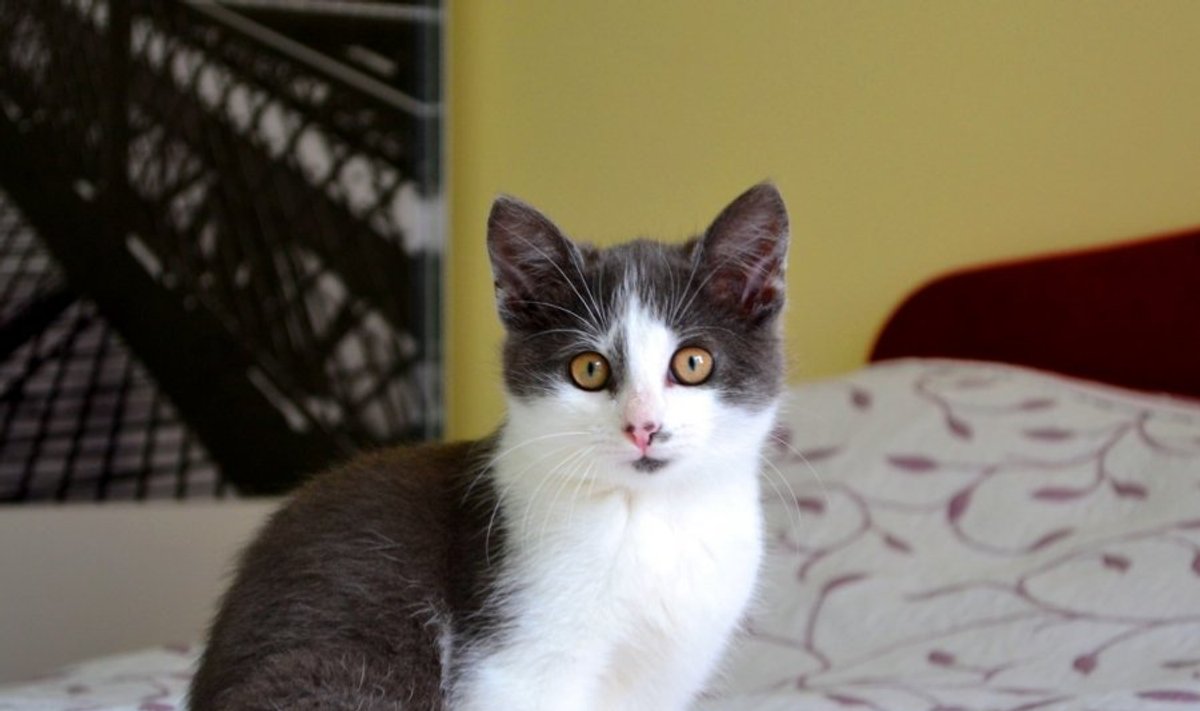 Draugiškasis kačiukas Mukas ieško namų - Delfi kartu