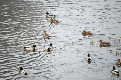 Aukštaitijos sostinėje daugiausia pernai buvo didžiųjų ančių – per 1000