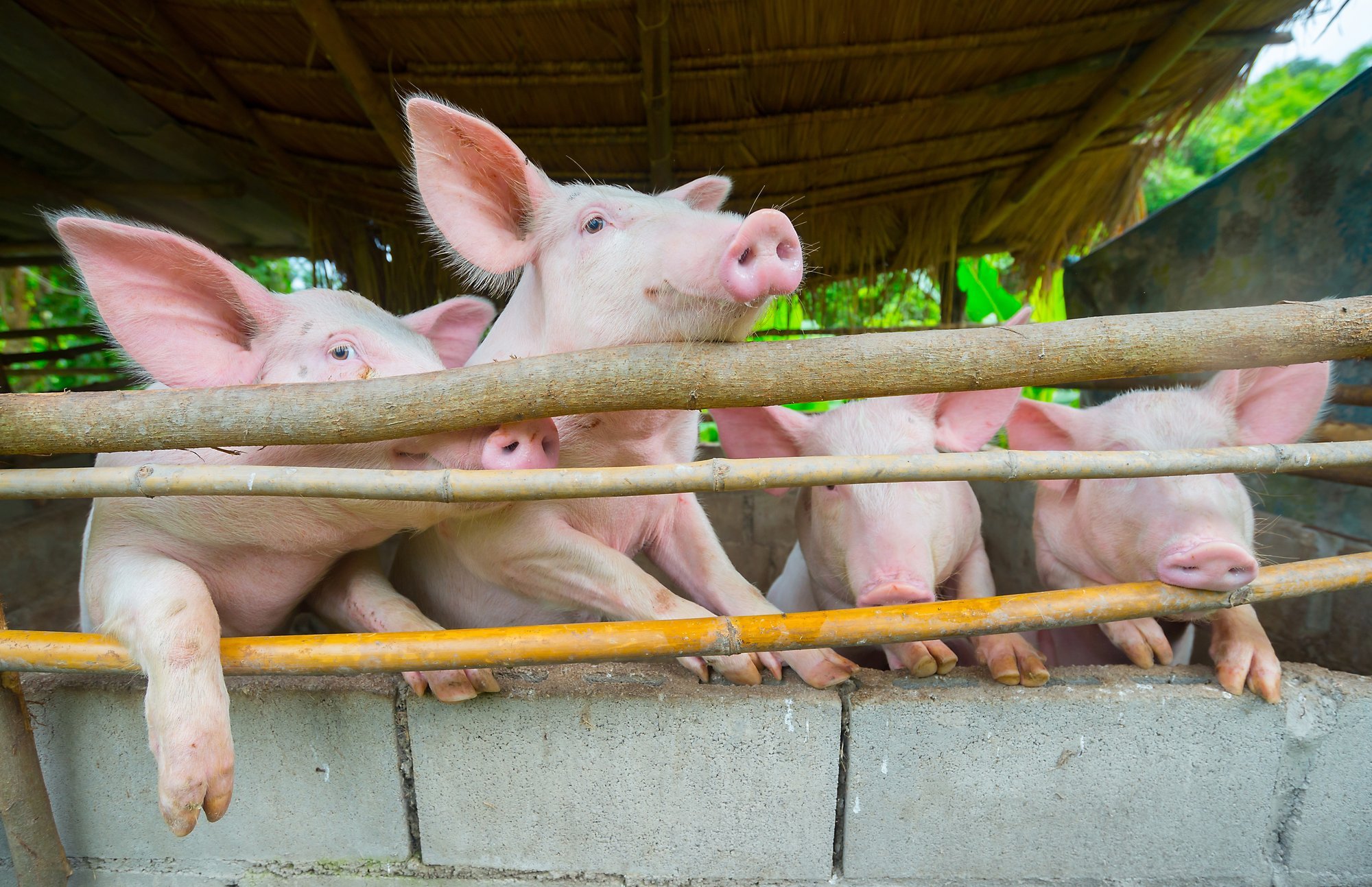 Ar tikrai „tyli kiaulė gilią šaknį knisa“? Psichologas paaiškino, ką ...