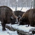 Girių milžinus įamžino žiemos fone: saugomi gyvūnai fotografui padovanojo šmaikščių kadrų