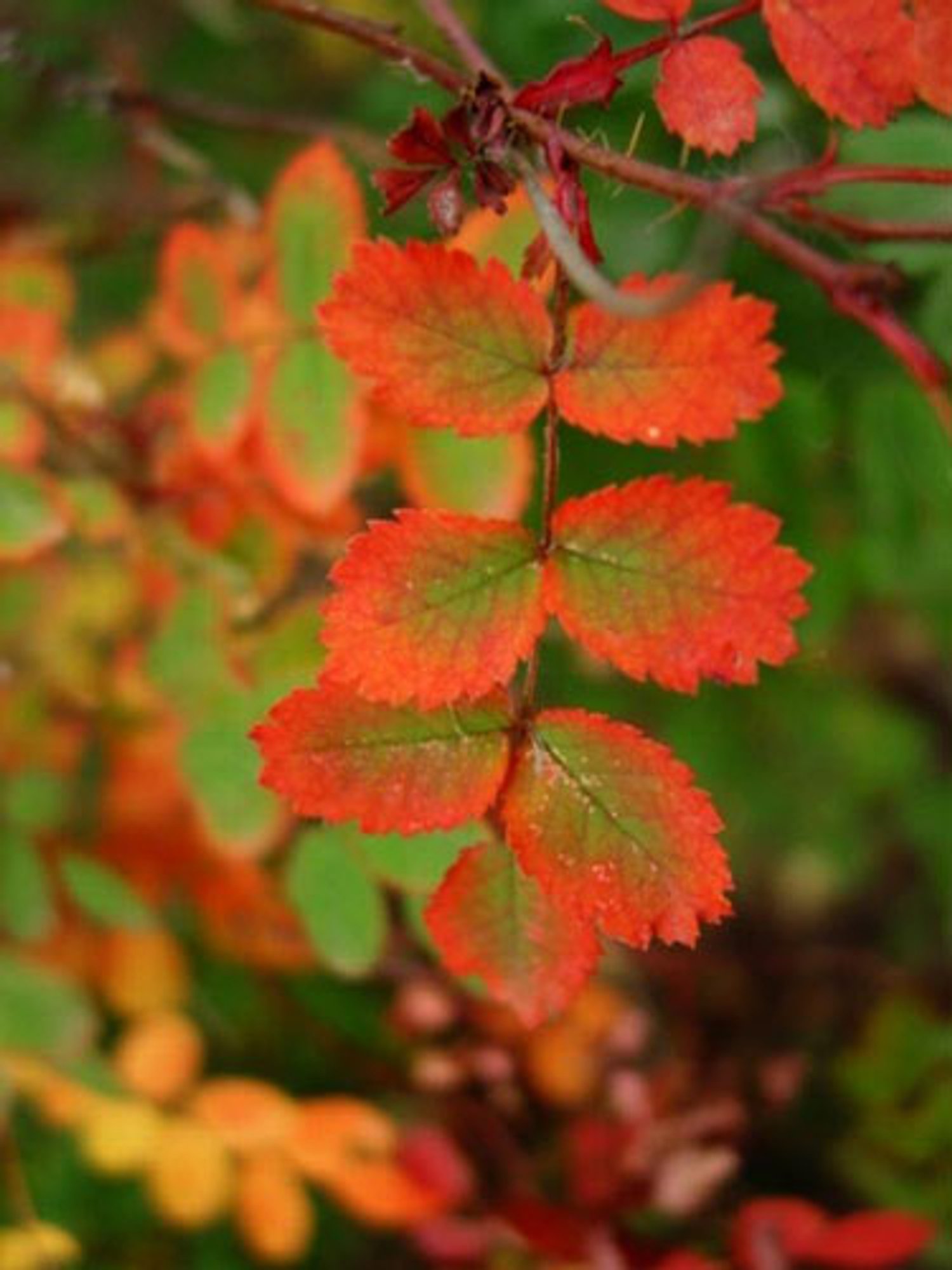 Rudens spalvos - Delfi gyvenimas