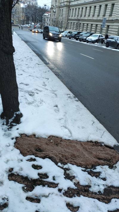 Medžiai apiberti druska