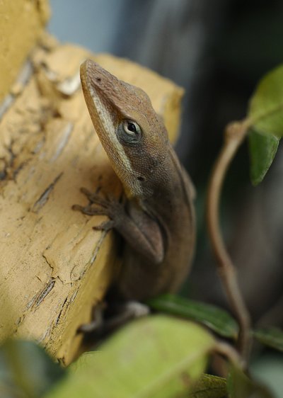 Raudongurklis anolis