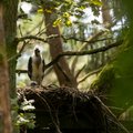 Juodųjų gandrų gyvenimas iš arti: lizde auga nauja karta