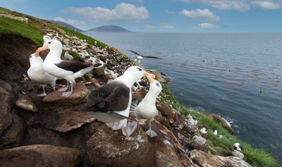 Albatrosai yra audrašauklinių būrio albatrosinių šeimos stambūs jūriniai paukščiai