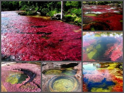  Cano Cristales upė (Kolumbija)