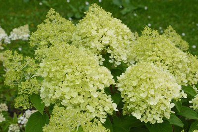 luotelinė hortenzija Hydrangea paniculata 'Diamantino'