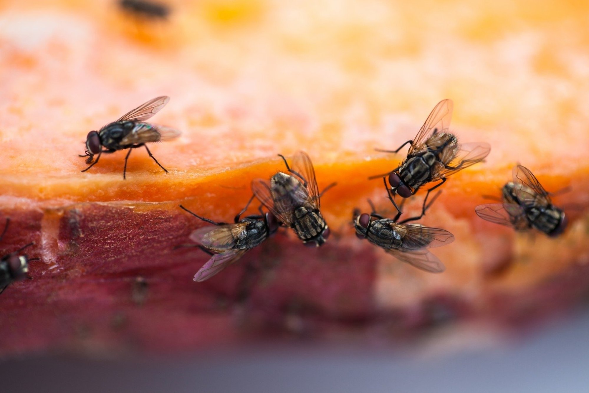 Flies Will Disappear From Your Home: A Simple Chemical-Free Trick Will Help