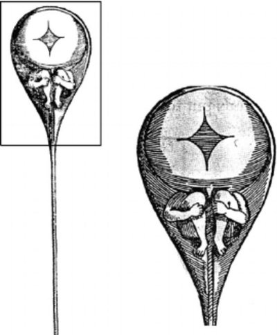 Spermatozoidas