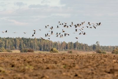 Paukščių migracija