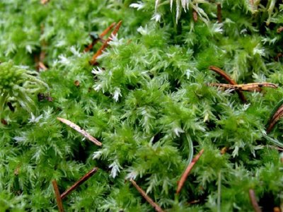 Tankusis kiminas (Sphagnum compactum) / Viešvilės rezervato nuotr.