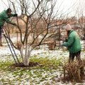 Gurskas pasak?, ar ?ilta ?iema nepakenks augalams ir k? sode reikia padaryti dabar