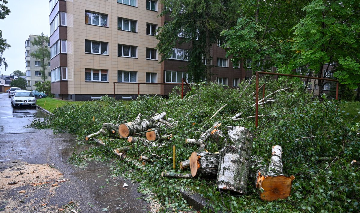 Audros padariniai Panevėžyje: medžiai daugiabučių kiemuose išversti su šaknimis